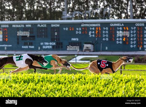 west palm greyhound|palm beach race results.